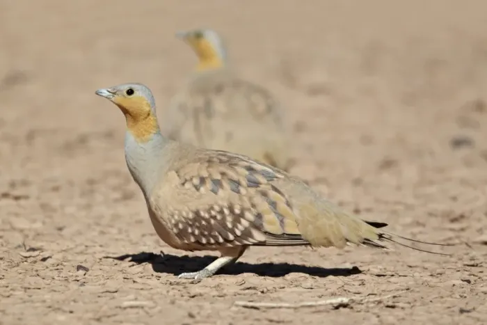 Framed Print : Spotted Sandgrouse (Pterocles senegallus) adult males, standing in desert, near Erg Chebbi, Morocco, february Framed Print : Spotted Sandgrouse (Pterocles senegallus) adult males, standing in desert, near Erg Chebbi, Morocco, february