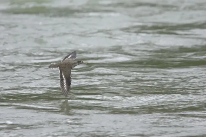 Framed Print : Spotted Sandpiper (Actitis macularia) adult, in flight over river, Rocky Mountains, Alberta, Canada, june Framed Print : Spotted Sandpiper (Actitis macularia) adult, in flight over river, Rocky Mountains, Alberta, Canada, june