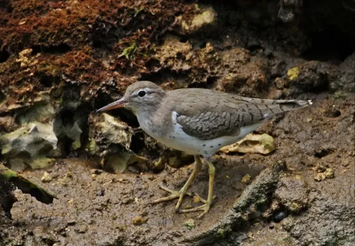 Framed Print : Spotted Sandpiper (Actitis macularia) adult, moulting into breeding plumage, standing on muddy bank, Port Antonio Framed Print : Spotted Sandpiper (Actitis macularia) adult, moulting into breeding plumage, standing on muddy bank, Port Antonio