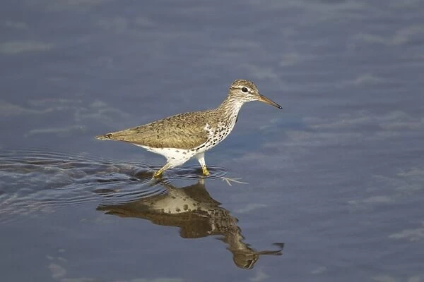 Spotted Sandpiper (Actitis macularia) adult, breeding plumage, wading, South Padre Island, Texas, U. S. A. may