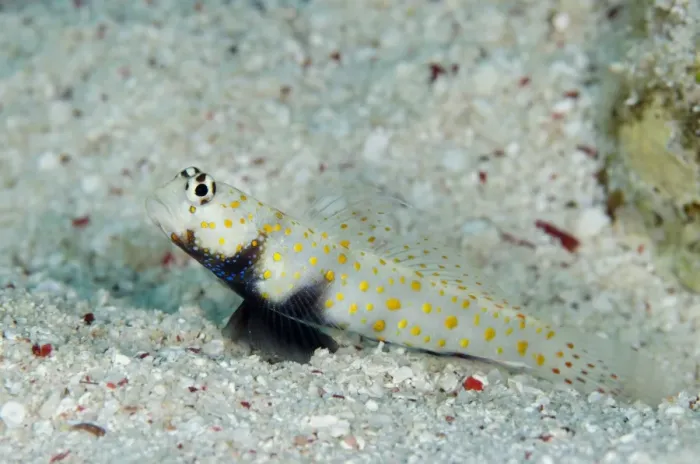 Framed Print : Spotted Shrimpgoby (Amblyeleotris guttata) adult, resting on sand at burrow entrance, Nyata Island, Barat Daya Islands
