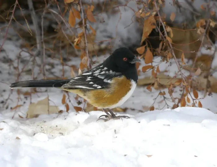 Framed Print : Spotted Towhee (Pipilo maculatus) adult male, standing on snow, Santa Fe, New Mexico, U. S. A. December Framed Print : Spotted Towhee (Pipilo maculatus) adult male, standing on snow, Santa Fe, New Mexico, U. S. A. December