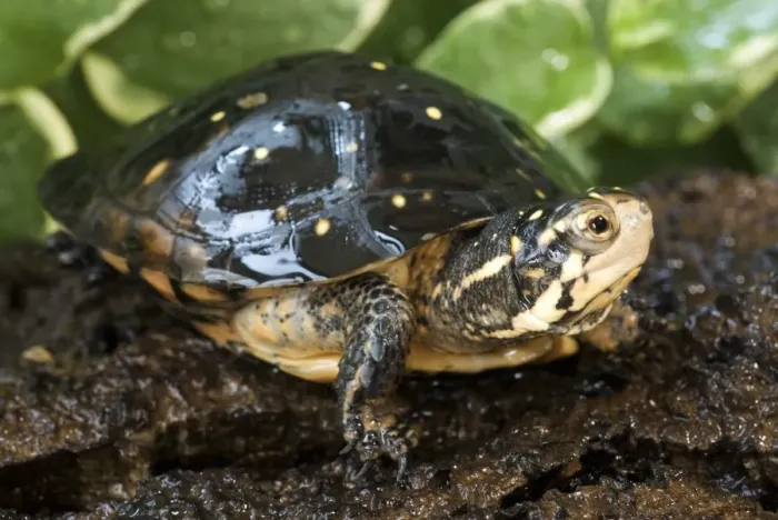 Framed Print : Spotted Turtle (Clemmys guttata) adult, resting on log, Eastern North America Framed Print : Spotted Turtle (Clemmys guttata) adult, resting on log, Eastern North America