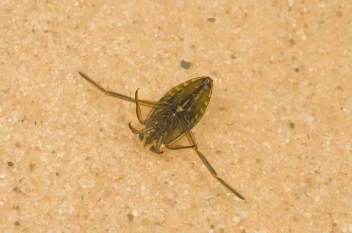 Framed Print : Spotted Water Boatman (Notonecta maculata) adult, in shallow water, Norfolk, England, july