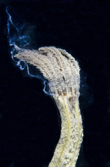 Framed Print : Spotted Worm Sea Cucumber (Synapta maculata) adult, releasing sperm, Lembeh Straits, Sulawesi, Sunda Islands Framed Print : Spotted Worm Sea Cucumber (Synapta maculata) adult, releasing sperm, Lembeh Straits, Sulawesi, Sunda Islands