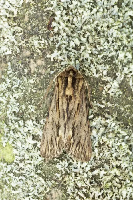 Framed Print : The Sprawler Moth (Brachionycha sphinx) adult, Essex, England Framed Print : The Sprawler Moth (Brachionycha sphinx) adult, Essex, England