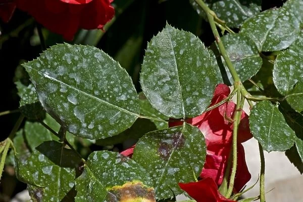 Spray deposit on the leaves of red climbing roses in a garden on the Bay of Naples, Italy