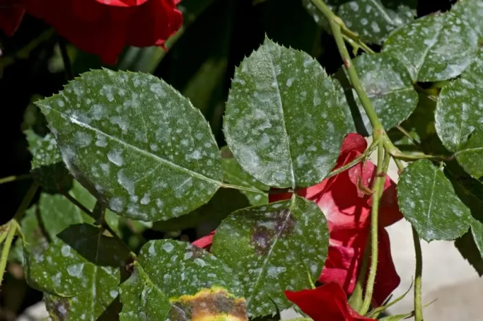 Framed Print : Spray deposit on the leaves of red climbing roses in a garden on the Bay of Naples, Italy Framed Print : Spray deposit on the leaves of red climbing roses in a garden on the Bay of Naples, Italy