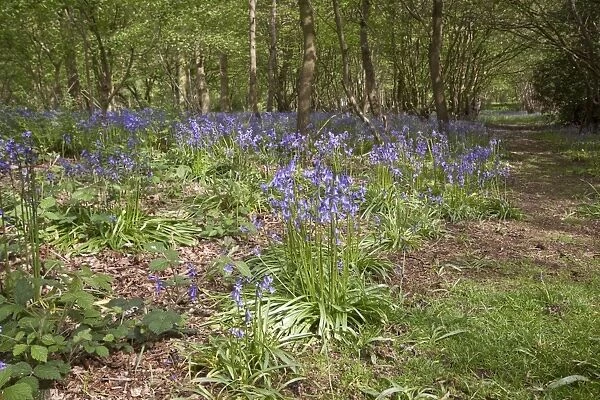 Spring carpet of Bluebells in Calke wood Suffolk