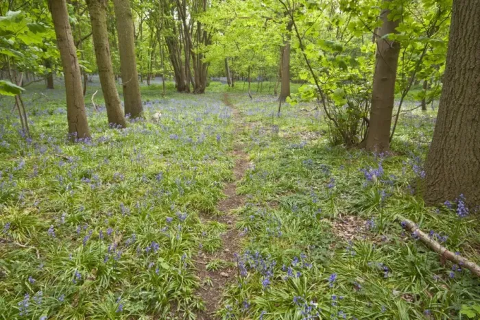 Framed Print : Spring carpet of Bluebells in Calke wood Suffolk Framed Print : Spring carpet of Bluebells in Calke wood Suffolk