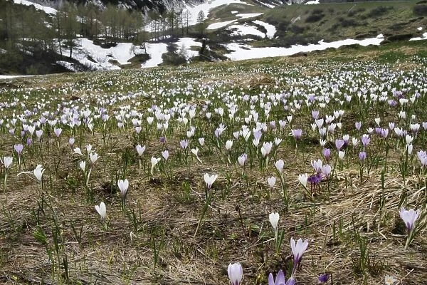 Spring Crocus (Crocus vernus) flowering mass, growing in alpine habitat, Dolomites, Italian Alps, Italy, June