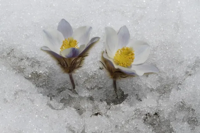 Framed Print : Spring Pasqueflower (Pulsatilla vernalis) flowering, emerging through snow on high mountain, Dolomites, Italian Alps Framed Print : Spring Pasqueflower (Pulsatilla vernalis) flowering, emerging through snow on high mountain, Dolomites, Italian Alps