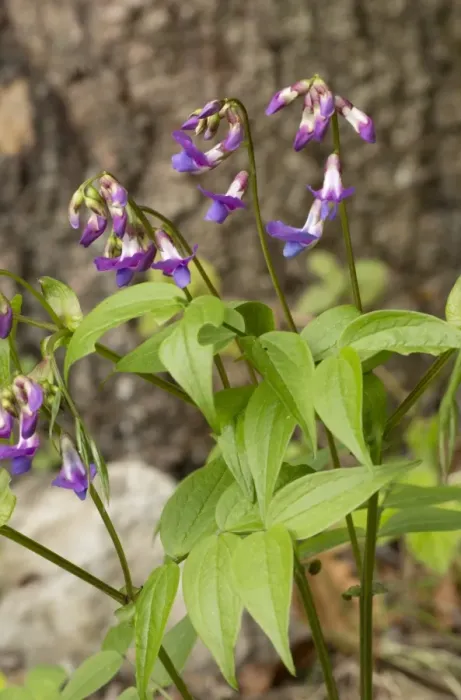 Framed Print : Spring Pea (Lathyrus vernus) flowering, growing in woodland, Vercors, French Alps, France, May Framed Print : Spring Pea (Lathyrus vernus) flowering, growing in woodland, Vercors, French Alps, France, May