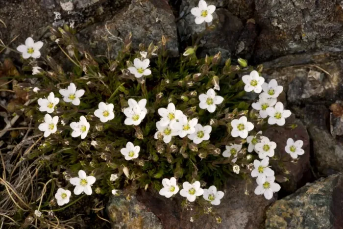 Framed Print : Spring Sandwort (Minuartia verna) flowering, growing in coastal grassland, The Lizard, Cornwall, England, may