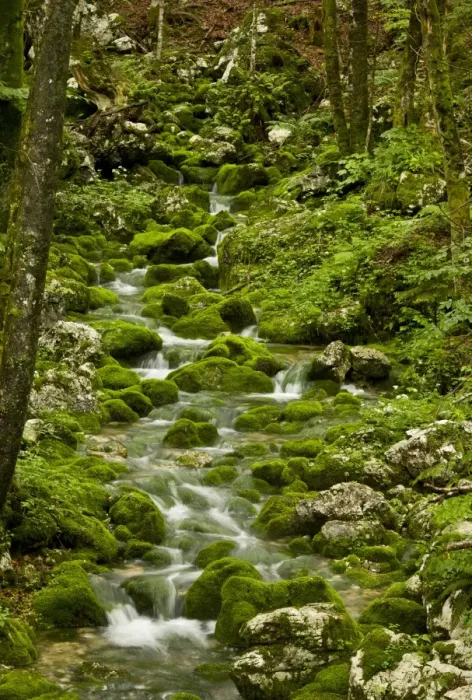 Framed Print : Spring and source of stream with mossy boulders in old beech and sycamore woodland on limestone, Triglav N. P Framed Print : Spring and source of stream with mossy boulders in old beech and sycamore woodland on limestone, Triglav N. P