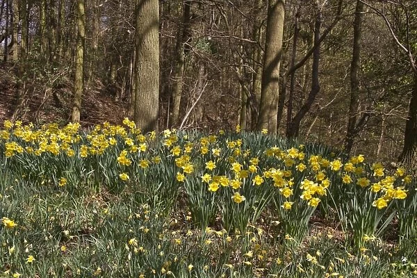 Spring time - Wild Daffodils grow in woodland setting