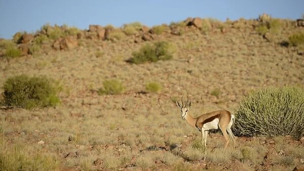 Springbok (Antidorcas marsupialis) adult, standing in habitat, South Africa, March