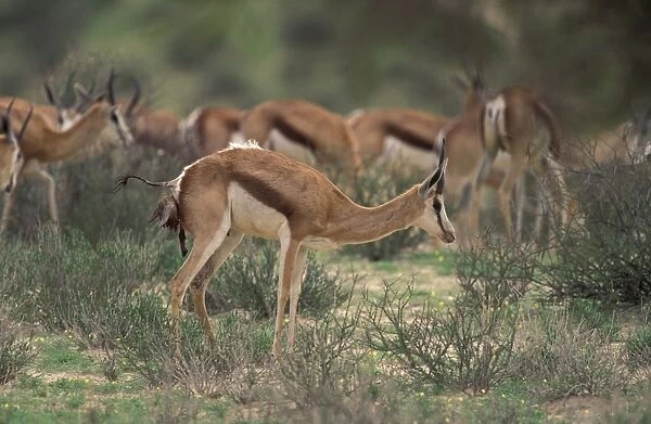 Springbok (Antidorcas marsupialis) adult female, giving birth to calf, standing near herd