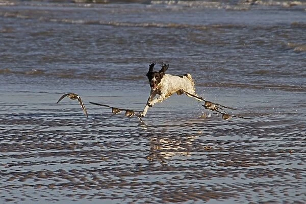 Springer Spaniel chasing Turnstones (wading birds) on the beach at Walberswick, Suffolk