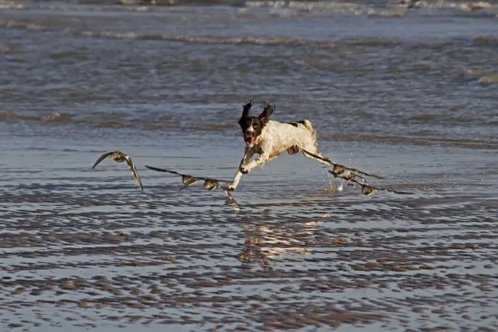 Framed Print : Springer Spaniel chasing Turnstones (wading birds) on the beach at Walberswick, Suffolk Framed Print : Springer Spaniel chasing Turnstones (wading birds) on the beach at Walberswick, Suffolk