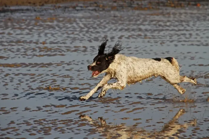 Framed Print : Springer Spaniel running on the beach, Walberswick, Suffolk Framed Print : Springer Spaniel running on the beach, Walberswick, Suffolk