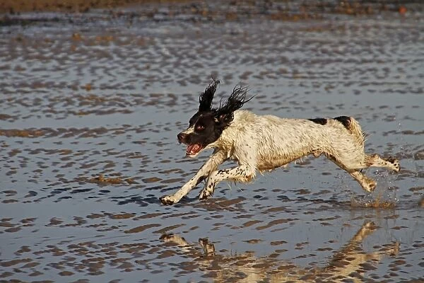 Springer Spaniel running on the beach, Walberswick, Suffolk