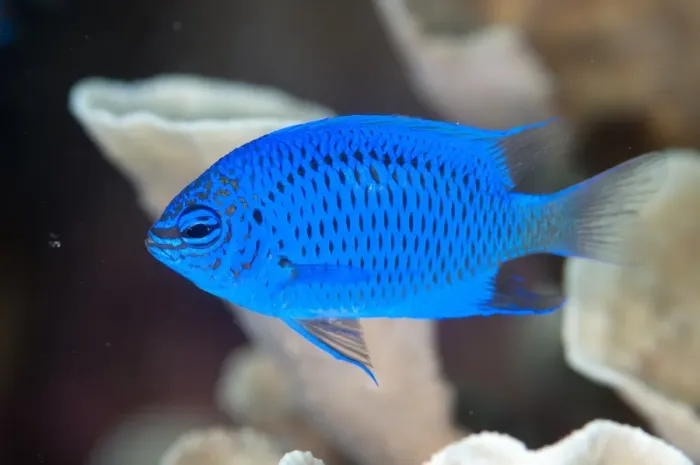Framed Print : Springers Damselfish (Chrysiptera springeri) adult, West Waigeo, Raja Ampat Islands (Four Kings), West Papua