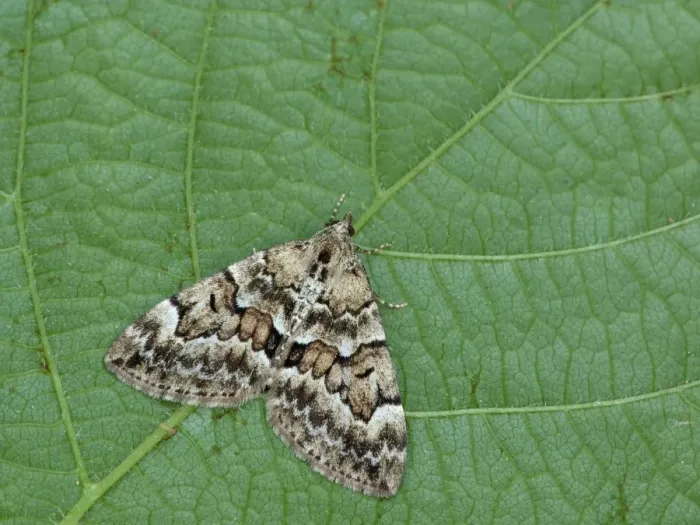 Framed Print : Spruce Carpet Moth (Thera britannica) adult, resting on leaf, Cannobina Valley, Italian Alps, Piedmont, Northern Italy