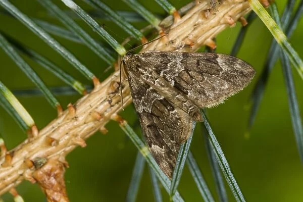 Spruce Carpet Moth (Thera britannica) adult, resting on Sitka Spruce (Picea sitchensis) shoot, Powys, Wales, September