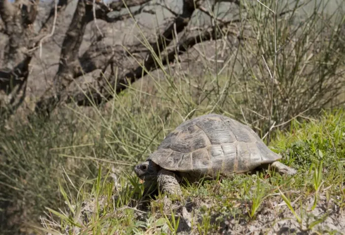 Framed Print : Spur-thighed Tortoise (Testudo graeca) adult, standing on slope, West Lesvos, Greece, march Framed Print : Spur-thighed Tortoise (Testudo graeca) adult, standing on slope, West Lesvos, Greece, march