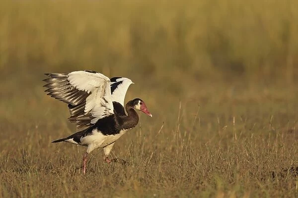 Spur-winged Goose (Plectropterus gambensis) adult male, with wings raised, walking on grass, Chobe River, Chobe N. P