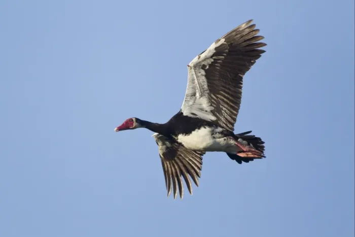 Framed Print : Spur-winged Goose (Plectropterus gambensis) adult, in flight, Okavango Delta, Botswana Framed Print : Spur-winged Goose (Plectropterus gambensis) adult, in flight, Okavango Delta, Botswana