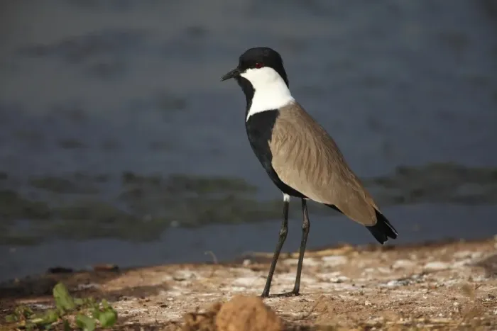 Framed Print : Spur-winged Lapwing (Vanellus spinosus) adult, standing on shore, Gambia, january Framed Print : Spur-winged Lapwing (Vanellus spinosus) adult, standing on shore, Gambia, january