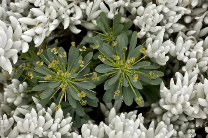 Framed Print : Spurge (Euphorbia multifolia) flowering, growing amongst Woolly Senecio (Senecio haworthii) leaves, South Africa Framed Print : Spurge (Euphorbia multifolia) flowering, growing amongst Woolly Senecio (Senecio haworthii) leaves, South Africa