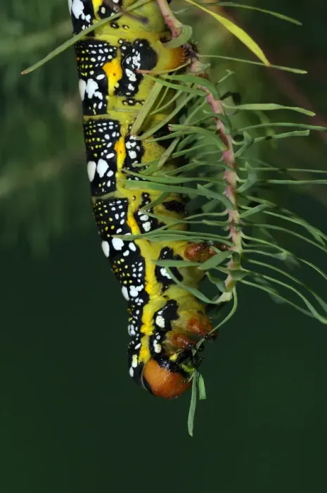 Framed Print : Spurge Hawkmoth (Hyles euphorbiae) fully grown larva, feeding on Cypress Spurge (Euphorbia cyparissias) leaf