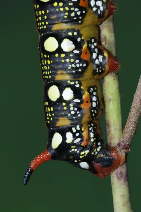 Framed Print : Spurge Hawkmoth (Hyles euphorbiae) fully grown larva, close-up of tail Framed Print : Spurge Hawkmoth (Hyles euphorbiae) fully grown larva, close-up of tail