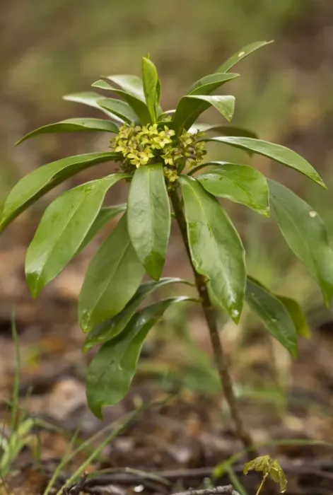 Framed Print : Spurge Laurel (Daphne laureola) flowering, Abruzzo N. P. Apennines, Italy, May