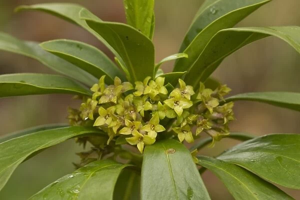 Spurge Laurel (Daphne laureola) flowering, Abruzzo N. P. Apennines, Italy, May