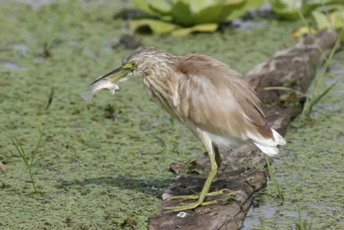 Framed Print : Squacco Heron (Ardeola ralloides) adult, winter plumage, with fish speared on beak, standing on log in water, Kenya Framed Print : Squacco Heron (Ardeola ralloides) adult, winter plumage, with fish speared on beak, standing on log in water, Kenya