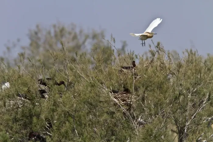 Framed Print : Squacco Heron (Ardeola ralloides) in flight over nesting Glossy Ibis, Coto Donana, Andalucia, Spain Framed Print : Squacco Heron (Ardeola ralloides) in flight over nesting Glossy Ibis, Coto Donana, Andalucia, Spain