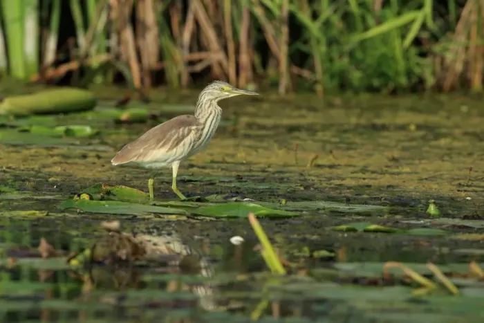 Framed Print : Squacco Heron (Ardeola ralloides) immature, standing on waterlily pads, Romania, September Framed Print : Squacco Heron (Ardeola ralloides) immature, standing on waterlily pads, Romania, September