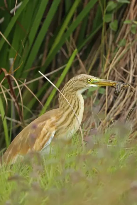 Framed Print : Squacco Heron (Ardeola ralloides) immature, feeding on frog, Bulgaria, september Framed Print : Squacco Heron (Ardeola ralloides) immature, feeding on frog, Bulgaria, september