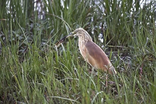 Squacco Heron in breeding plumage. just caught a tadpole. This is a stocky species with a short neck