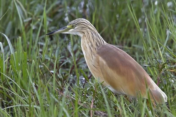 Squacco Heron in breeding plumage. This is a stocky species with a short neck, short thick bill and buff-brown back
