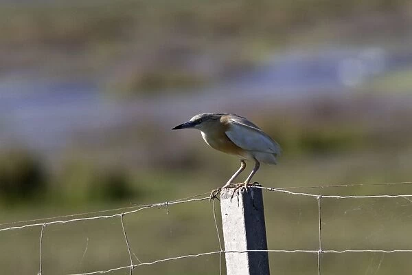 Squacco Heron on fence post - Taken in the Coto Donana, Spain