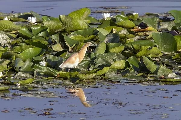 Squacco Heron fishing on lilly cover pond