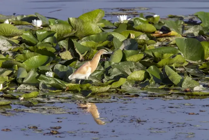 Framed Print : Squacco Heron fishing on lilly cover pond Framed Print : Squacco Heron fishing on lilly cover pond