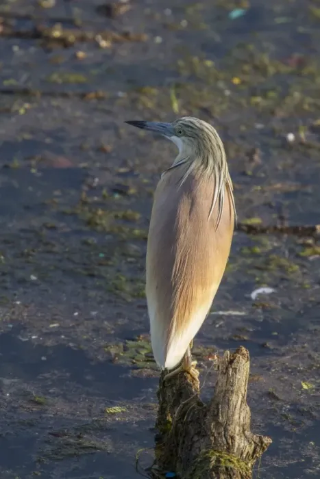 Framed Print : Squacco Heron at Lake Kerkini, Northern Greece Framed Print : Squacco Heron at Lake Kerkini, Northern Greece