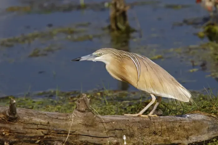 Framed Print : Squacco Heron at Lake Kerkini, Northern Greece Framed Print : Squacco Heron at Lake Kerkini, Northern Greece