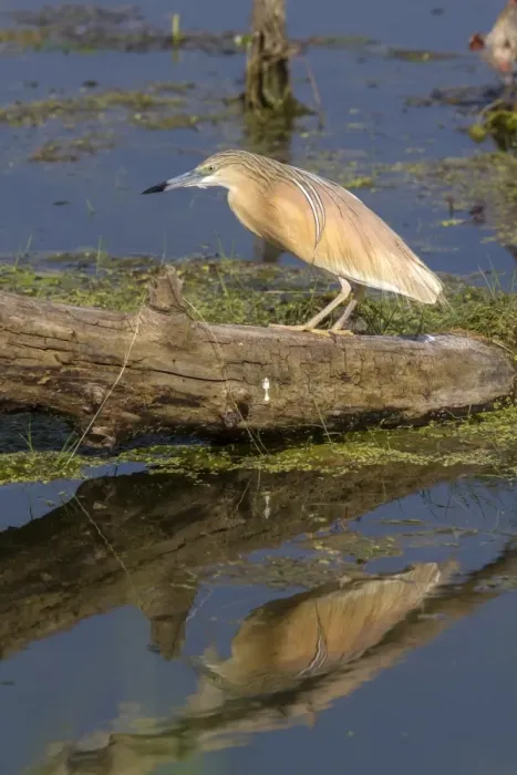Framed Print : Squacco Heron at Lake Kerkini, Northern Greece Framed Print : Squacco Heron at Lake Kerkini, Northern Greece